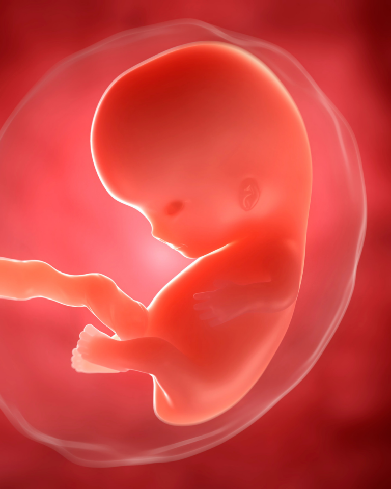 Le placenta 